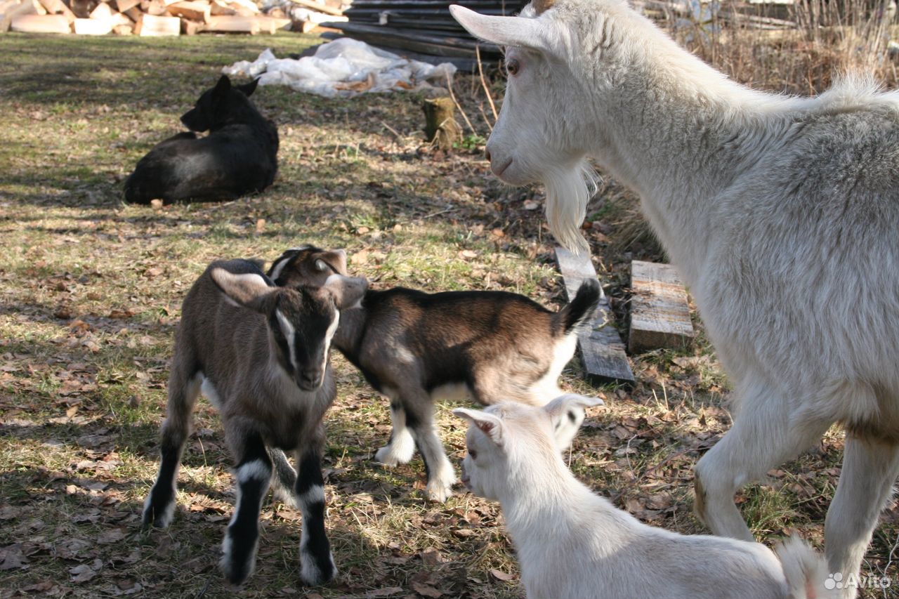 Продаются коза с козлятами купить на Зозу.ру - фотография № 1