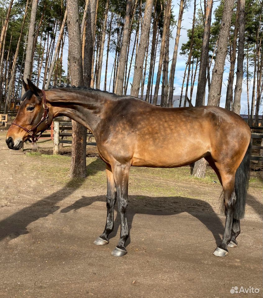 Лошадь с большой перспективой в спорт купить на Зозу.ру - фотография № 4