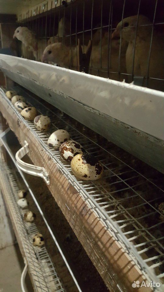Яйца перепелинные купить на Зозу.ру - фотография № 1