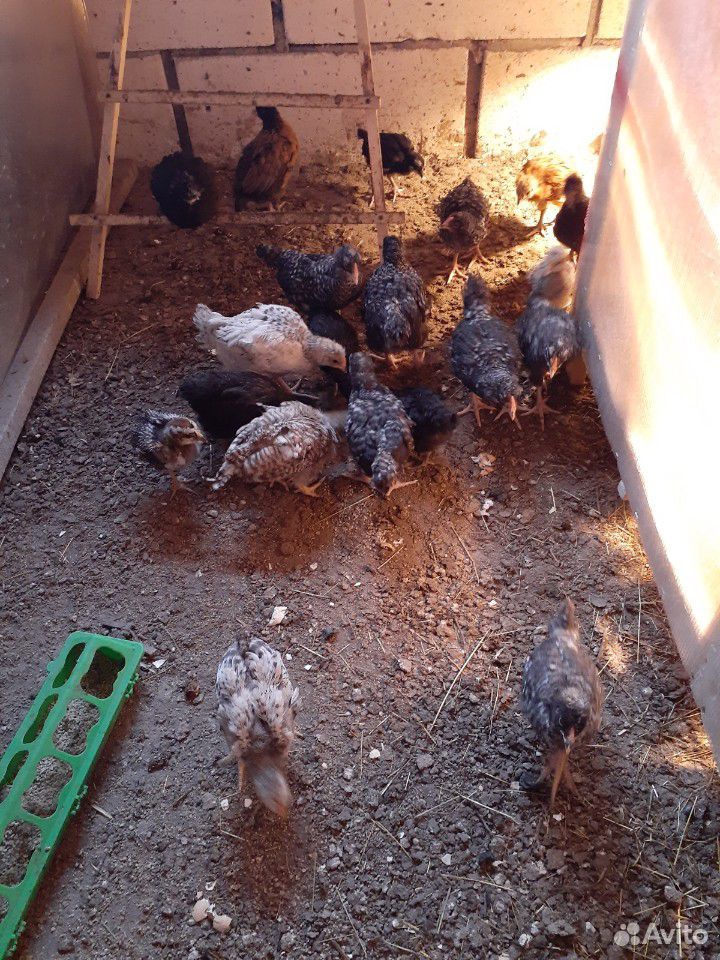 Куриные цыплята купить на Зозу.ру - фотография № 1