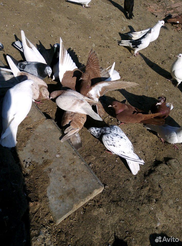 Продаю голубей, бьющих купить на Зозу.ру - фотография № 6