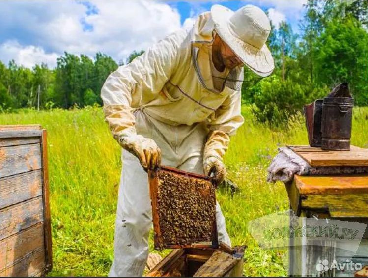 Продам ульи с пчёлами Дадана, Рута деревянные, ппу