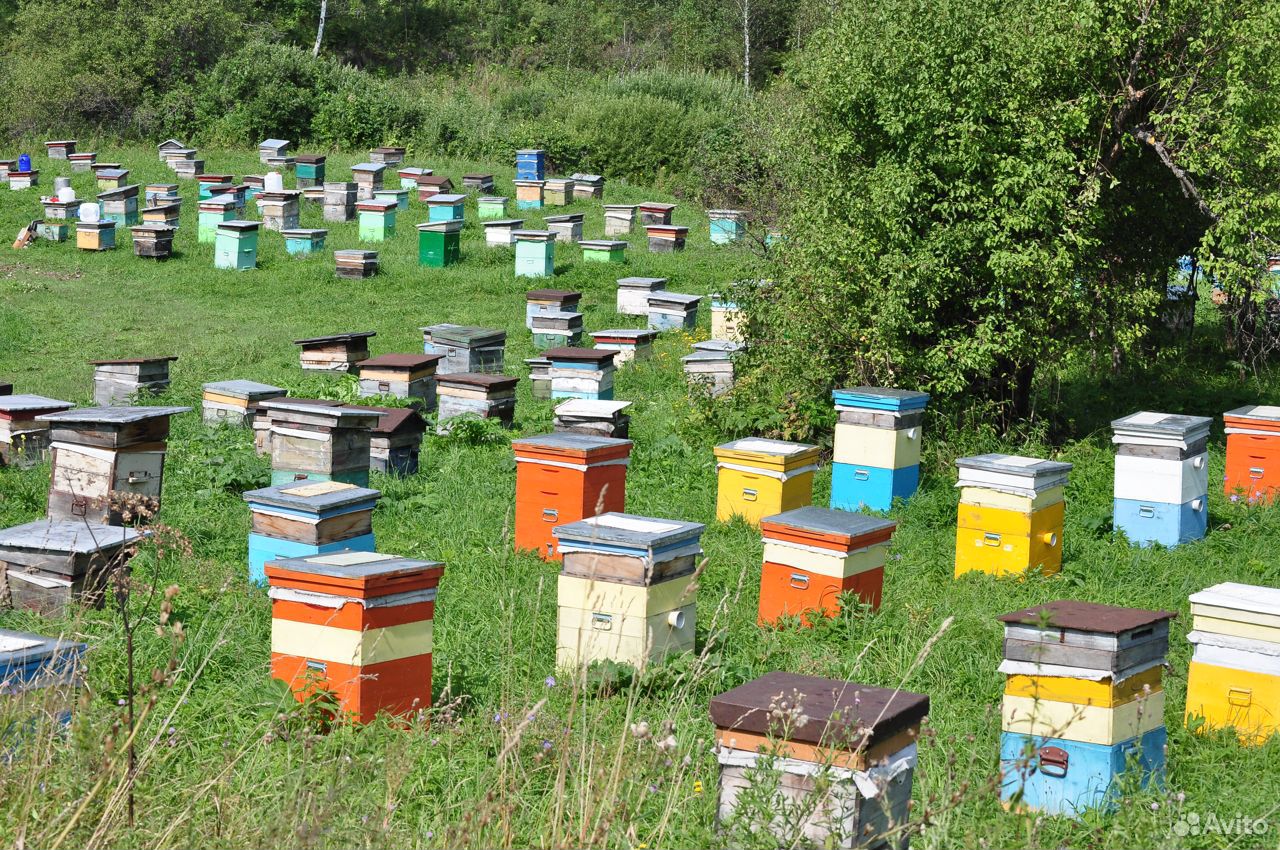 Пчелы купить в нижегородской. Купить пчелосемьи на авито Ульяновск.