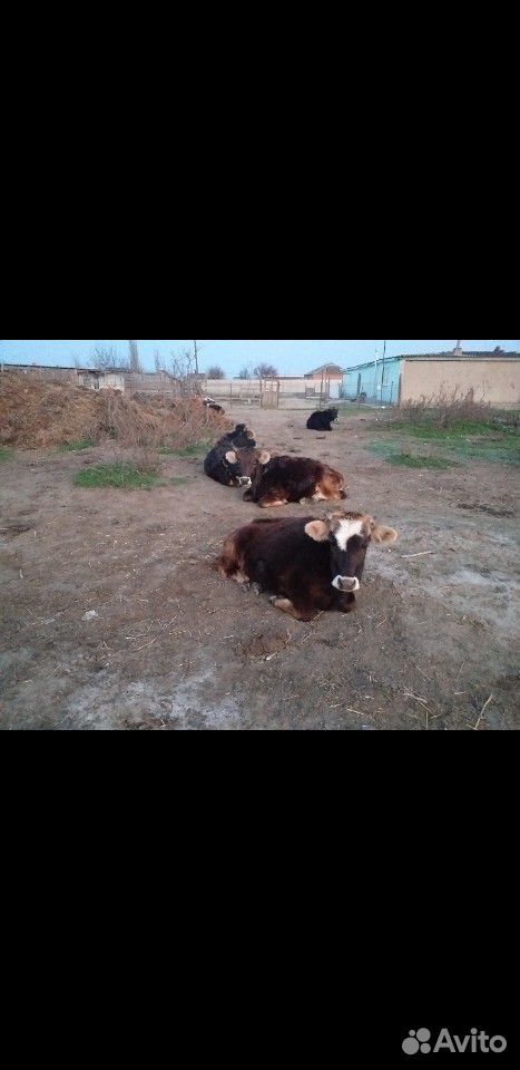 4 тёлки и 2 коровы купить на Зозу.ру - фотография № 3