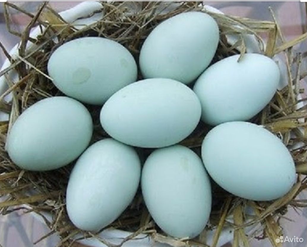 Фото кур несущих голубые яйца. Легбар яйцо. Яйца кур Легбар. Легбар порода яйца. Легбар порода кур яйца.