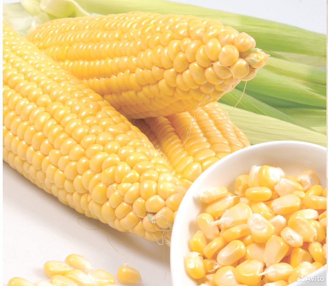 Сладость кукурузу. Сорт кукурузы Вега. Росс 199 МВ кукуруза. Ульяновская сорт кукуруза. Кукуруза Вега f1 описание.