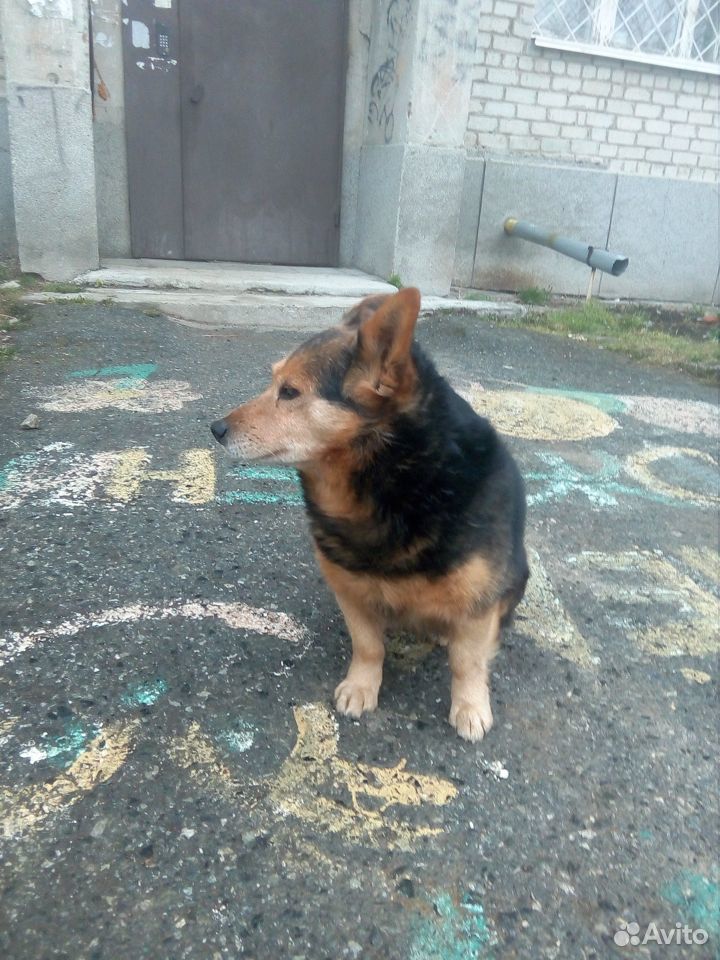 Собачка бездомыш купить на Зозу.ру - фотография № 4