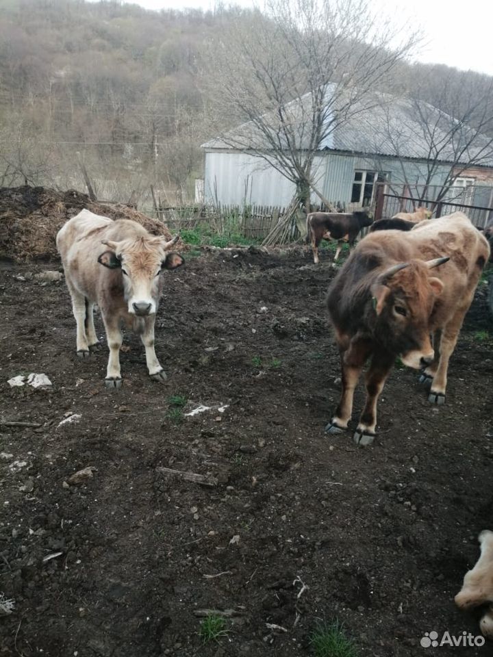 Продам коров, бычков, телят, баранов купить на Зозу.ру - фотография № 8