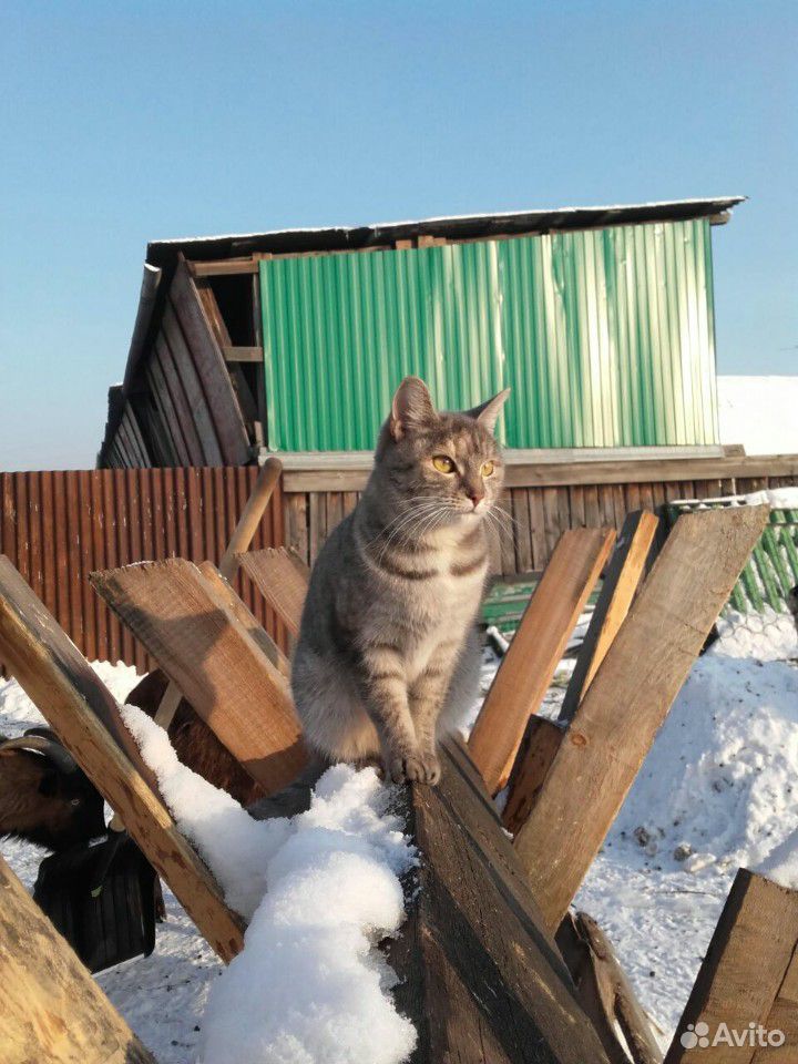 2 котёнка - месячные купить на Зозу.ру - фотография № 9