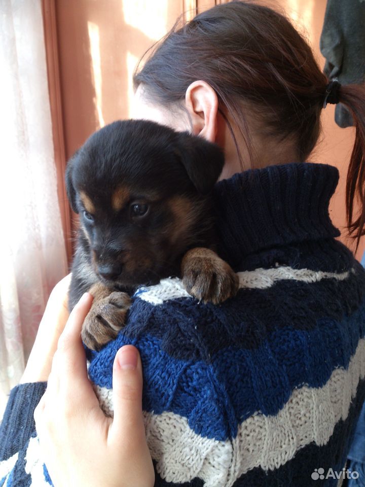 Продаём щенка купить на Зозу.ру - фотография № 1
