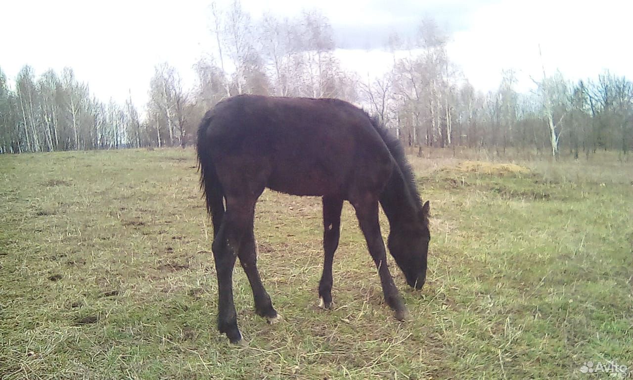 Лошадь и жеребчик купить на Зозу.ру - фотография № 2
