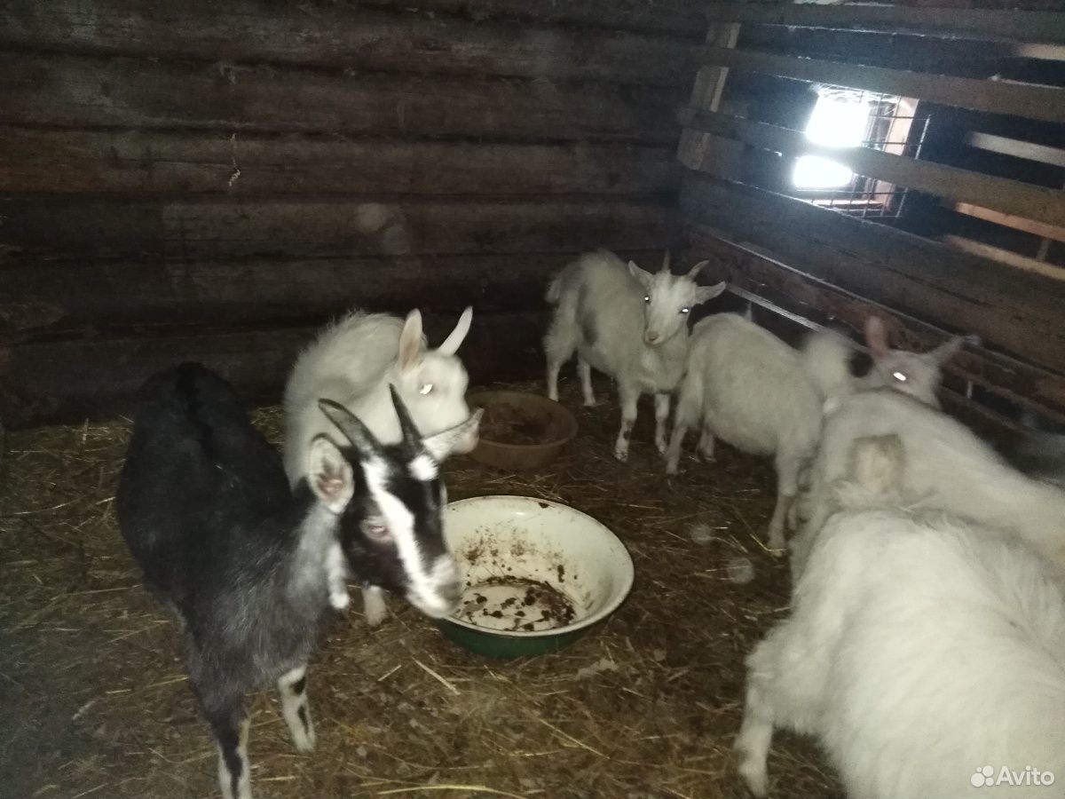 Продаются дойные козы и молодняк возраст 5 месяцев купить на Зозу.ру - фотография № 5