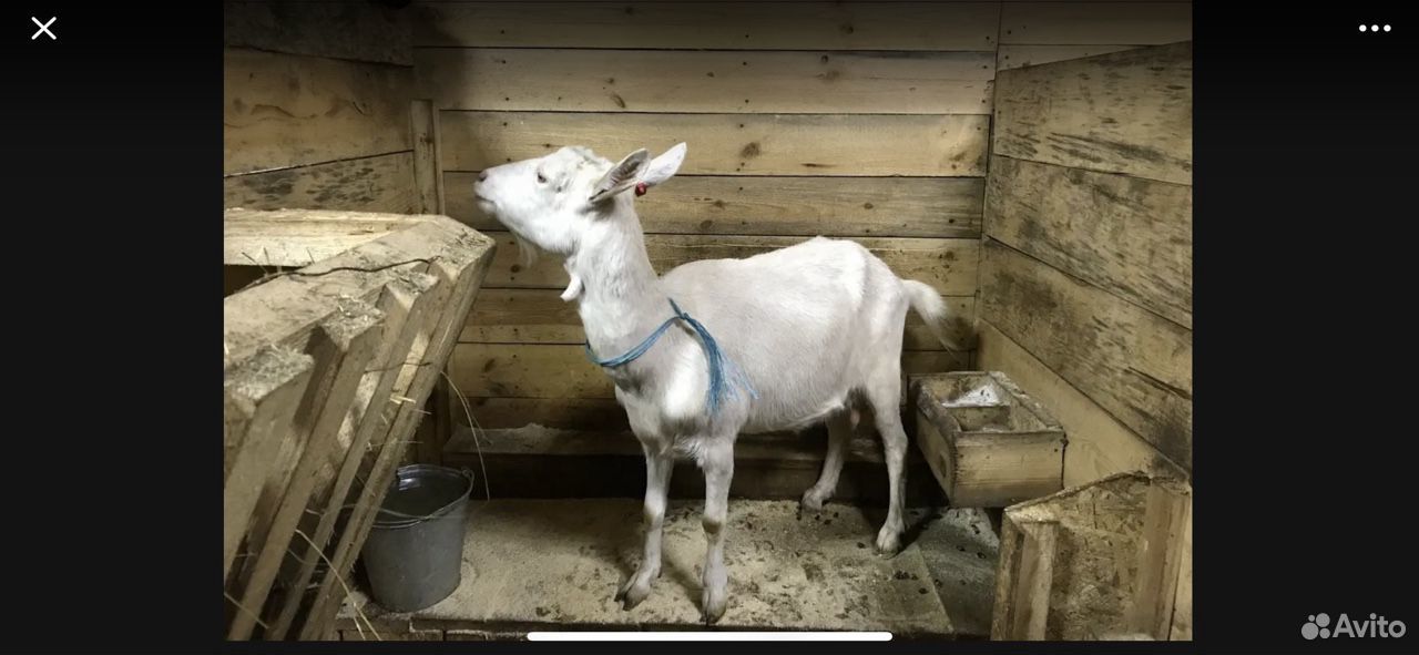 Продам дойных коз купить на Зозу.ру - фотография № 5