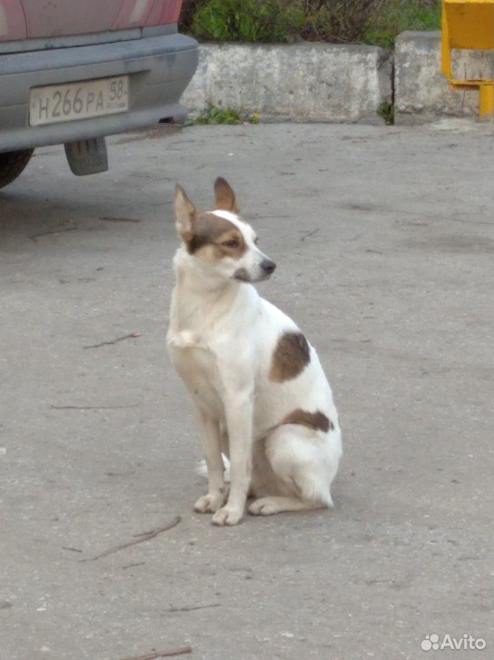 Стерильная молодая собачка купить на Зозу.ру - фотография № 2