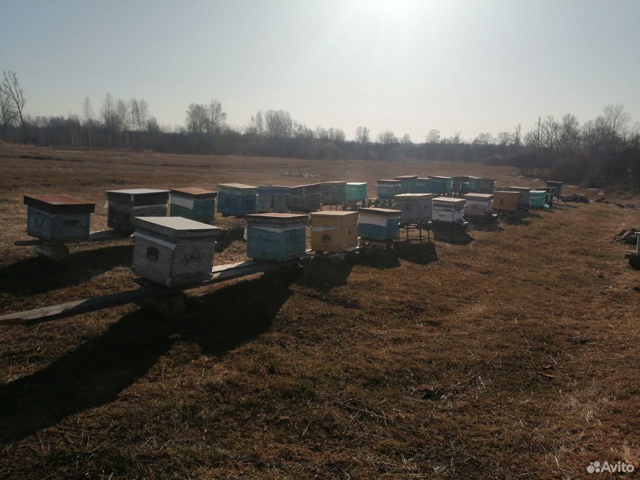 Продам сильные пчелосемьи на выбор, на 12 ра купить на Зозу.ру - фотография № 1