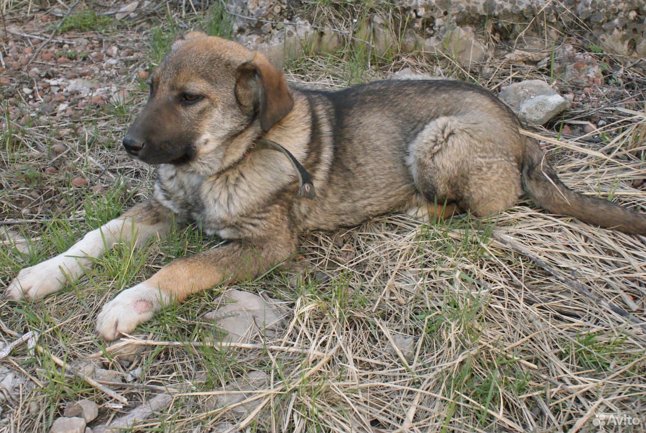 Некрупный щенок купить на Зозу.ру - фотография № 1