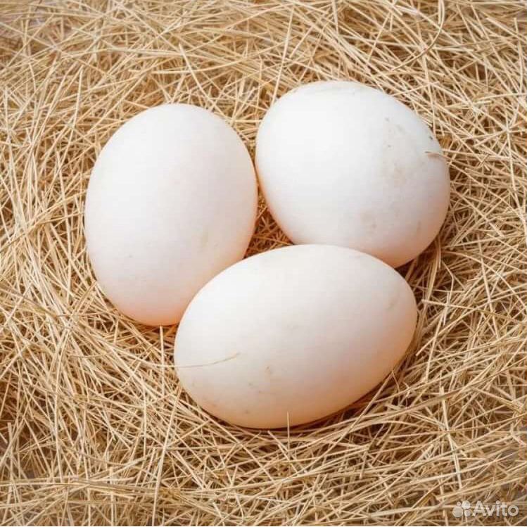 Инкубационное утиное яйцо купить на Зозу.ру - фотография № 2