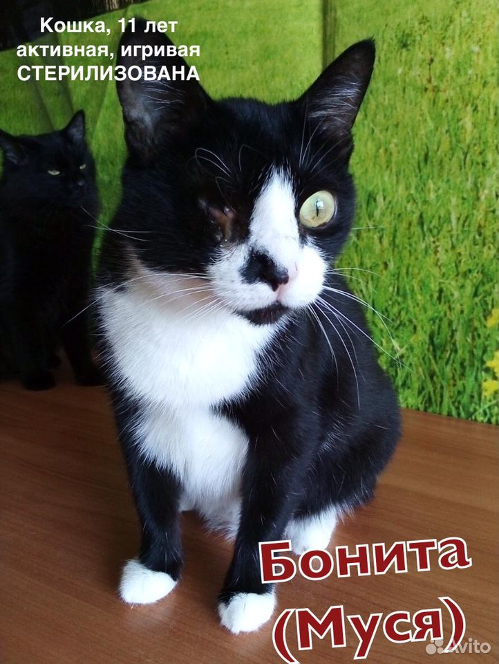 Кошка стерилизованная Бонита купить на Зозу.ру - фотография № 2