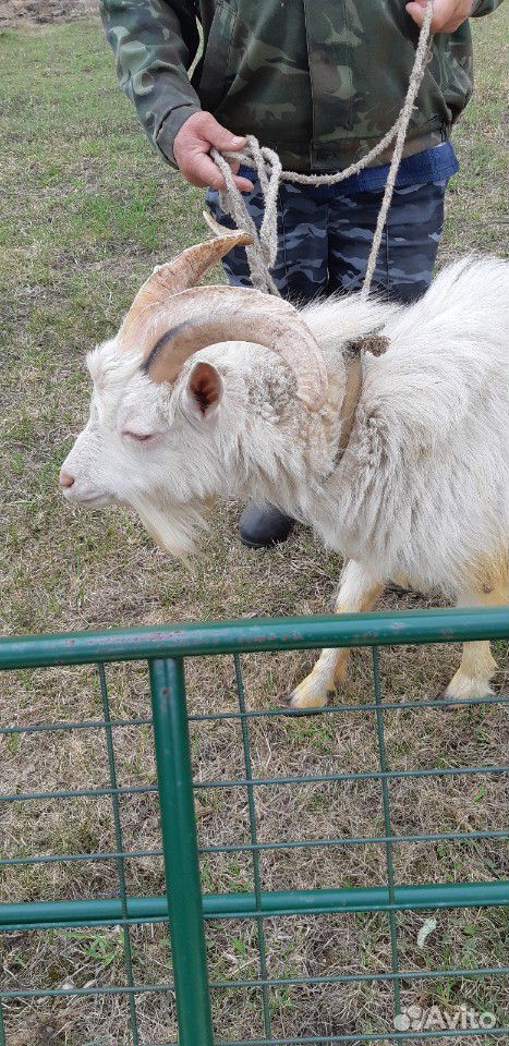 Коза дойная и белый козёл купить на Зозу.ру - фотография № 1