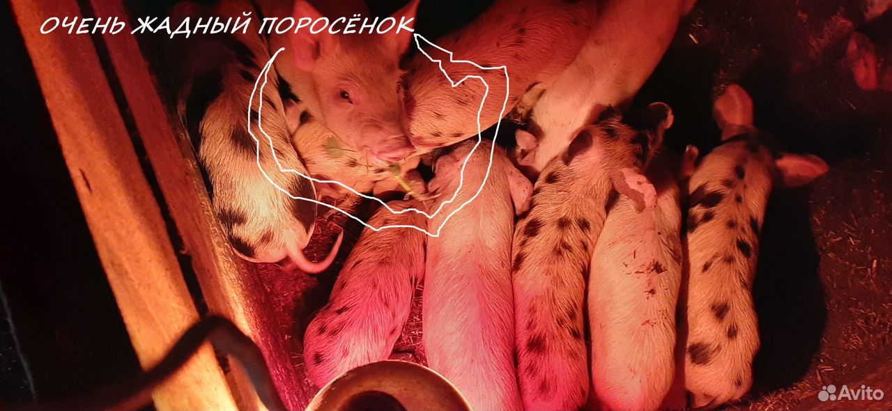 Поросята, свиноматки, боров купить на Зозу.ру - фотография № 1