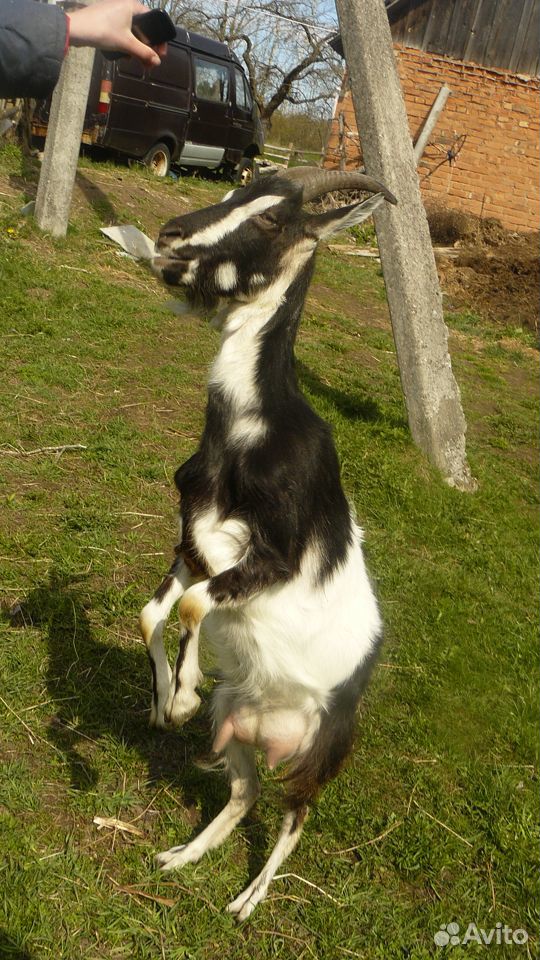 Молочная молодая коза купить на Зозу.ру - фотография № 1