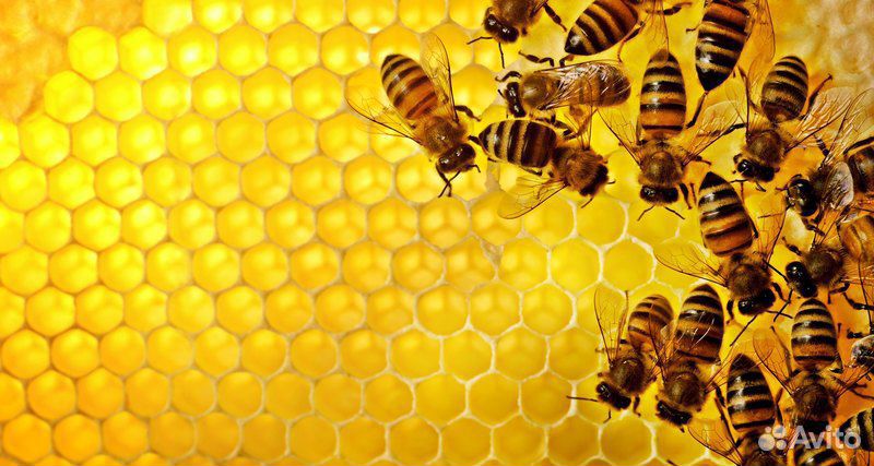 Продаю пчелопакеты или пчелиные семьи купить на Зозу.ру - фотография № 1
