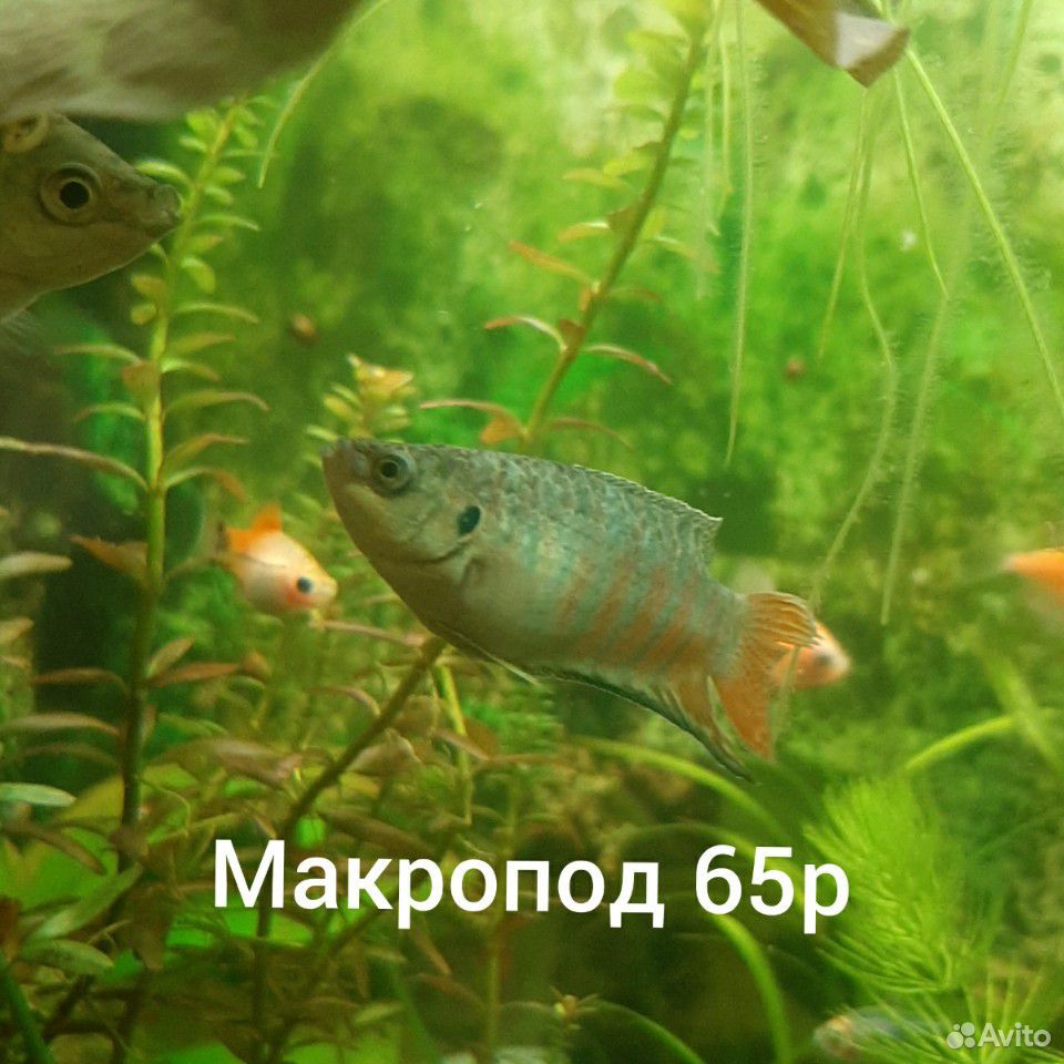 Рыбки купить на Зозу.ру - фотография № 9