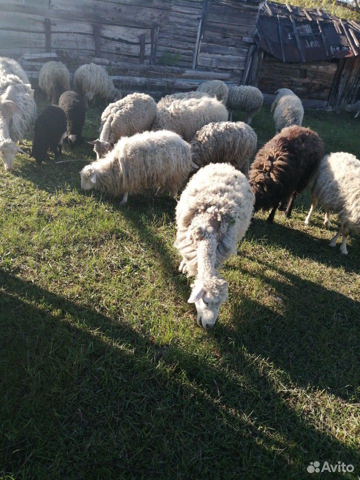 Стадо овец с ягнятами в количестве 29шт купить на Зозу.ру - фотография № 1