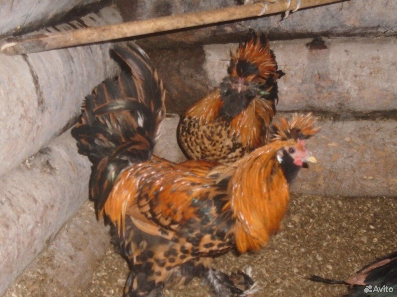 Птица продам яйцо на инкубацию павловская золотая купить на Зозу.ру - фотография № 1