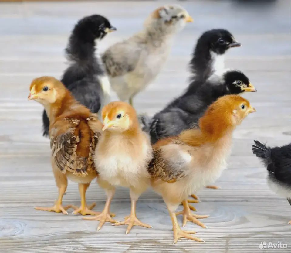 Цыплята суточные и подрощенные, от домашних куроче купить на Зозу.ру - фотография № 3