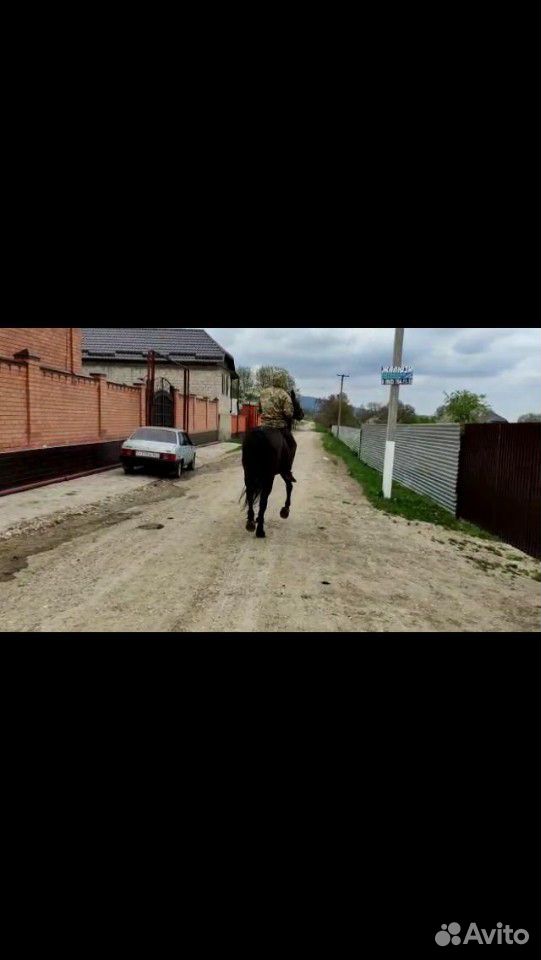 Лошадь Карачаевской породы купить на Зозу.ру - фотография № 5