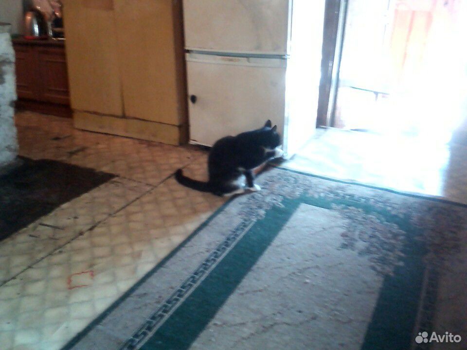 Отдам котят в хорошие руки бесплатно в салыме купить на Зозу.ру - фотография № 1