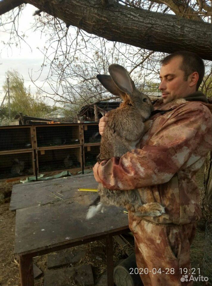Кролики фландр и французкие бараны купить на Зозу.ру - фотография № 5