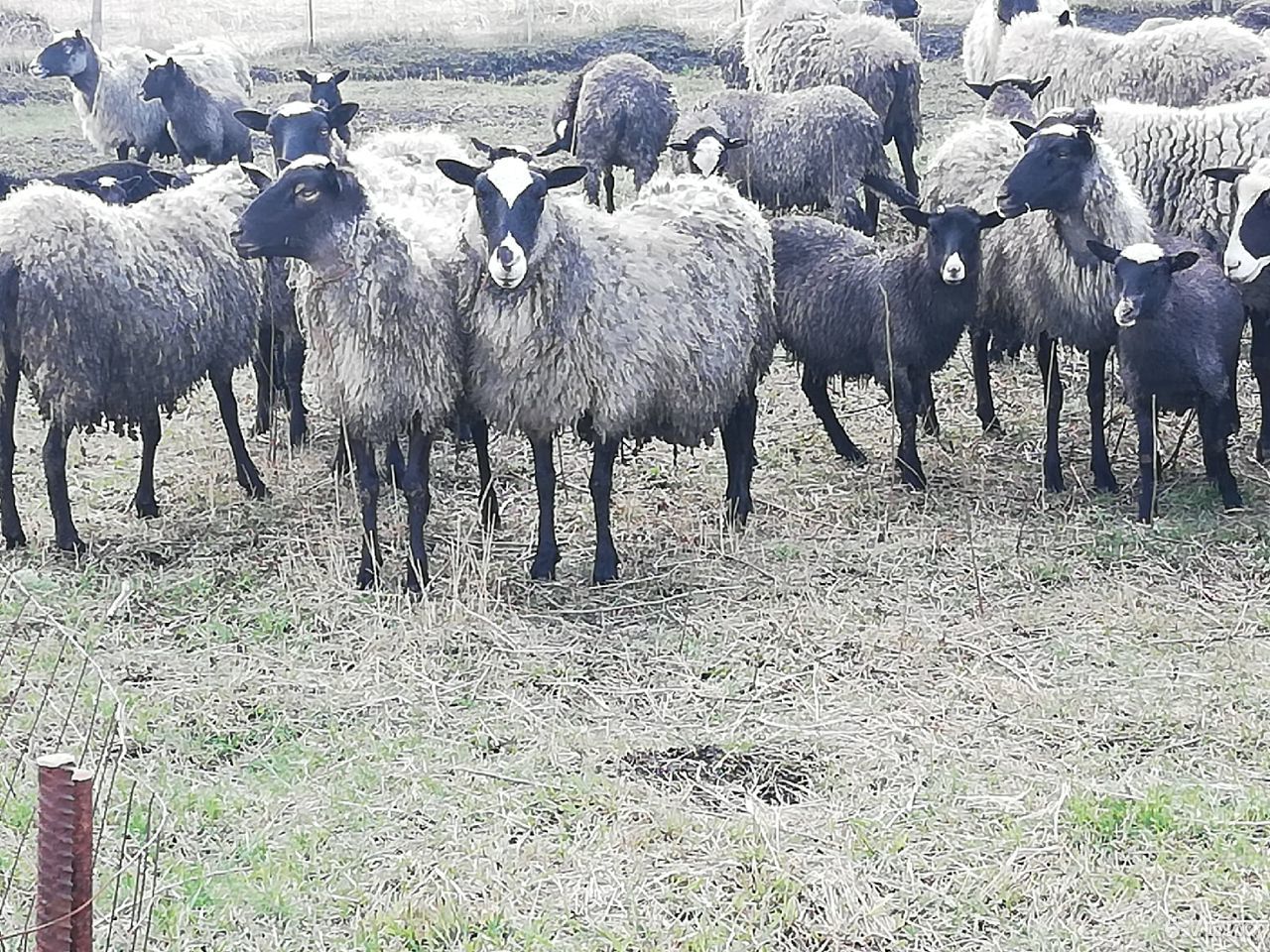 Овцы, ягнята, бараны купить на Зозу.ру - фотография № 1