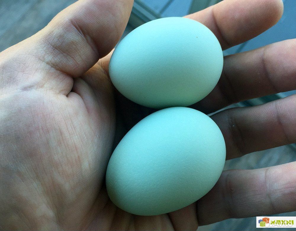 Яйца инкубационные ухейилюй купить на Зозу.ру - фотография № 1
