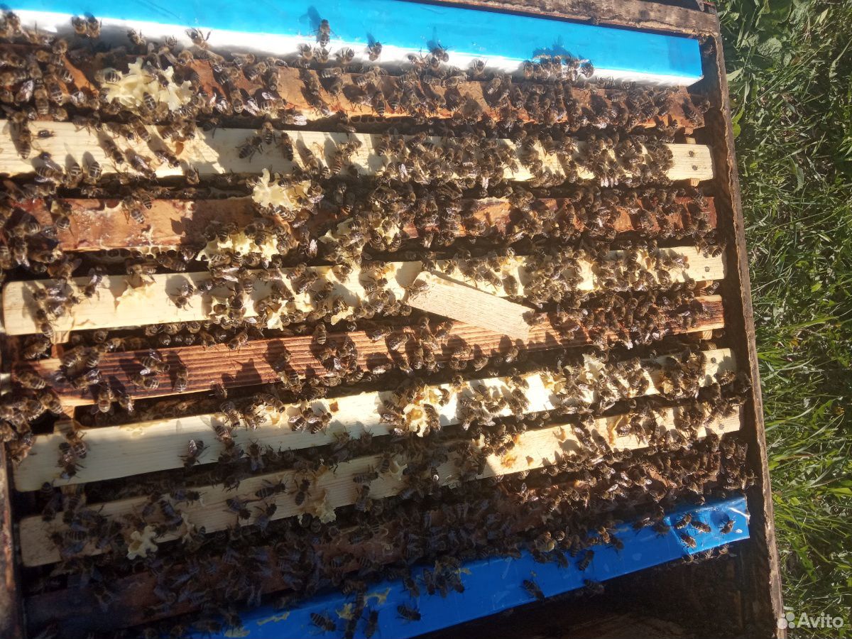 Продам отводки и пчелосемьи породы Карника купить на Зозу.ру - фотография № 6