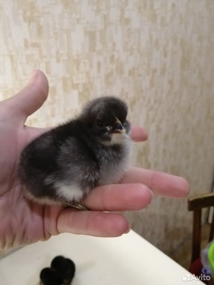 Цыплята Джерсийского Гиганта купить на Зозу.ру - фотография № 4