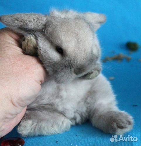 Карликовые крольчата Минилопы купить на Зозу.ру - фотография № 2
