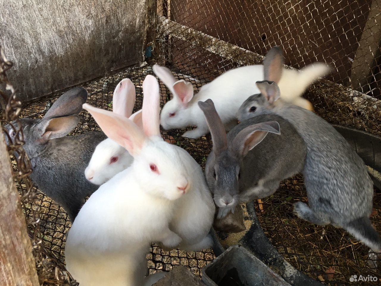Кролики:белые и серые купить на Зозу.ру - фотография № 3