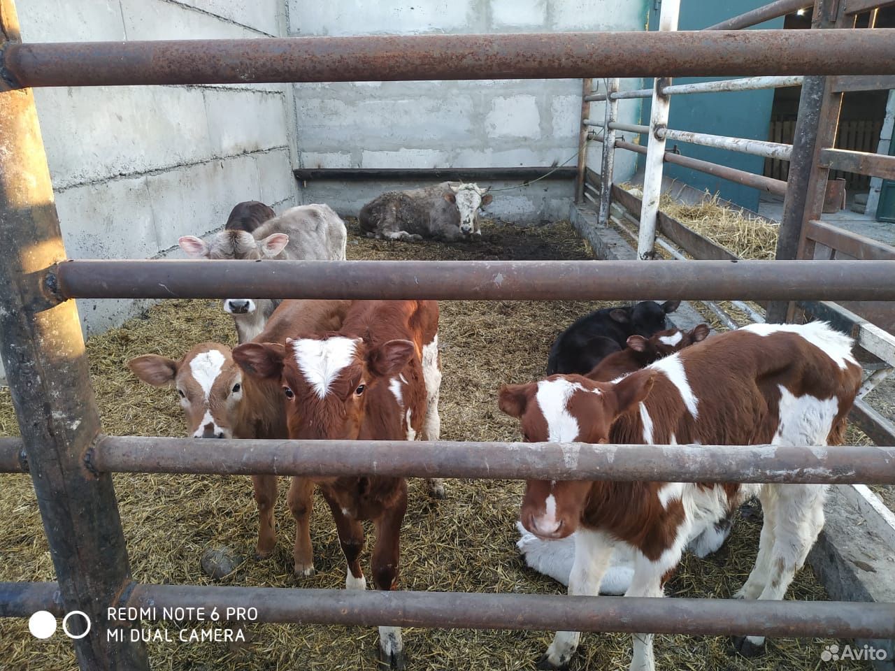 Высокоудойные племенные Айширские коровы, цены от купить на Зозу.ру - фотография № 9