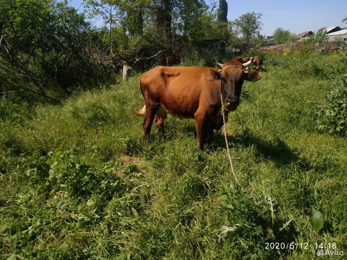 Корова и бичок купить на Зозу.ру - фотография № 3