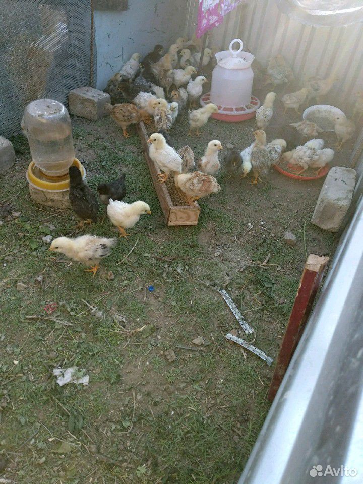 Цыплята домашние гучинка,серебристки купить на Зозу.ру - фотография № 2