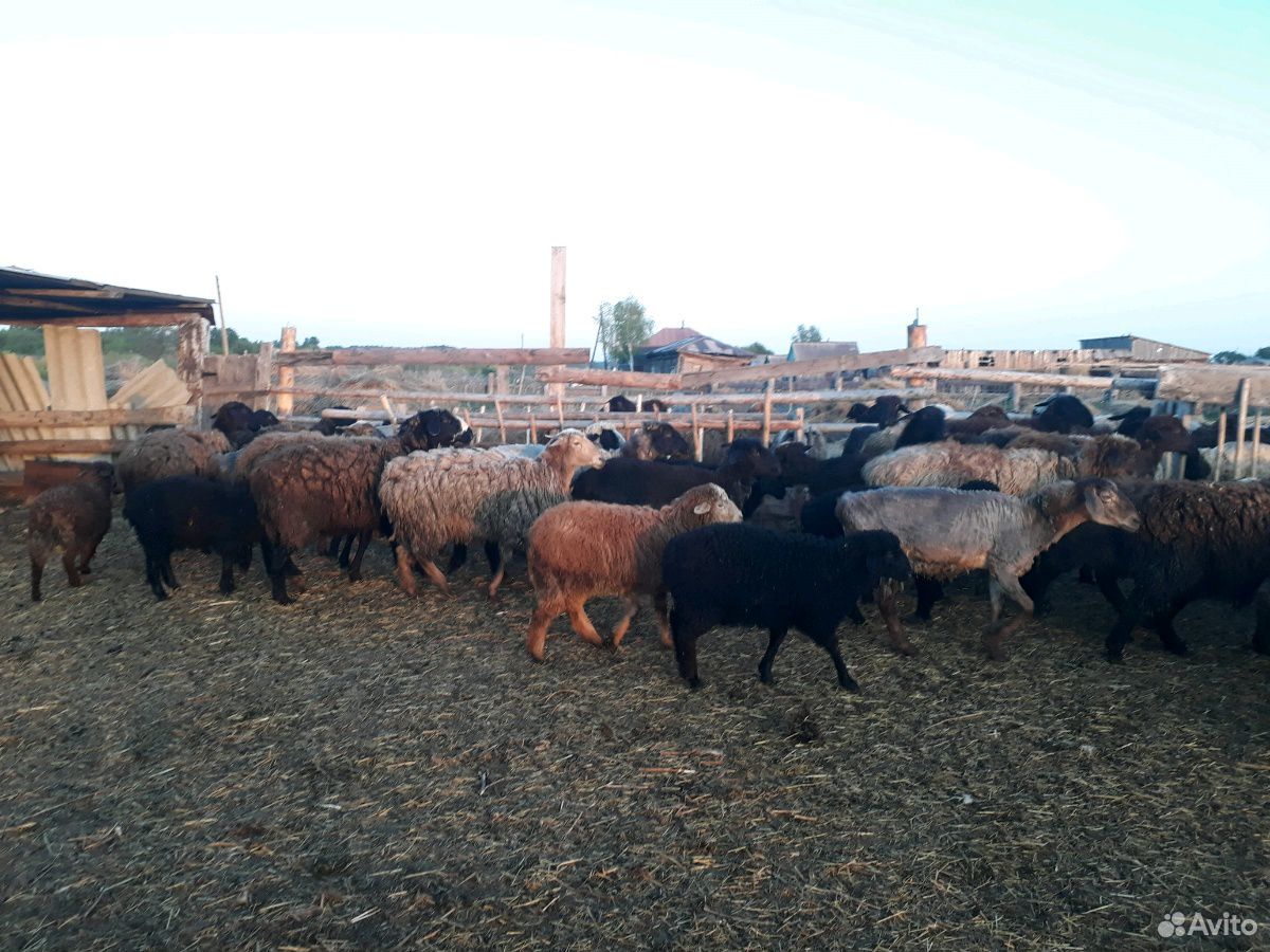 Курдючные овцы 96шт купить на Зозу.ру - фотография № 4