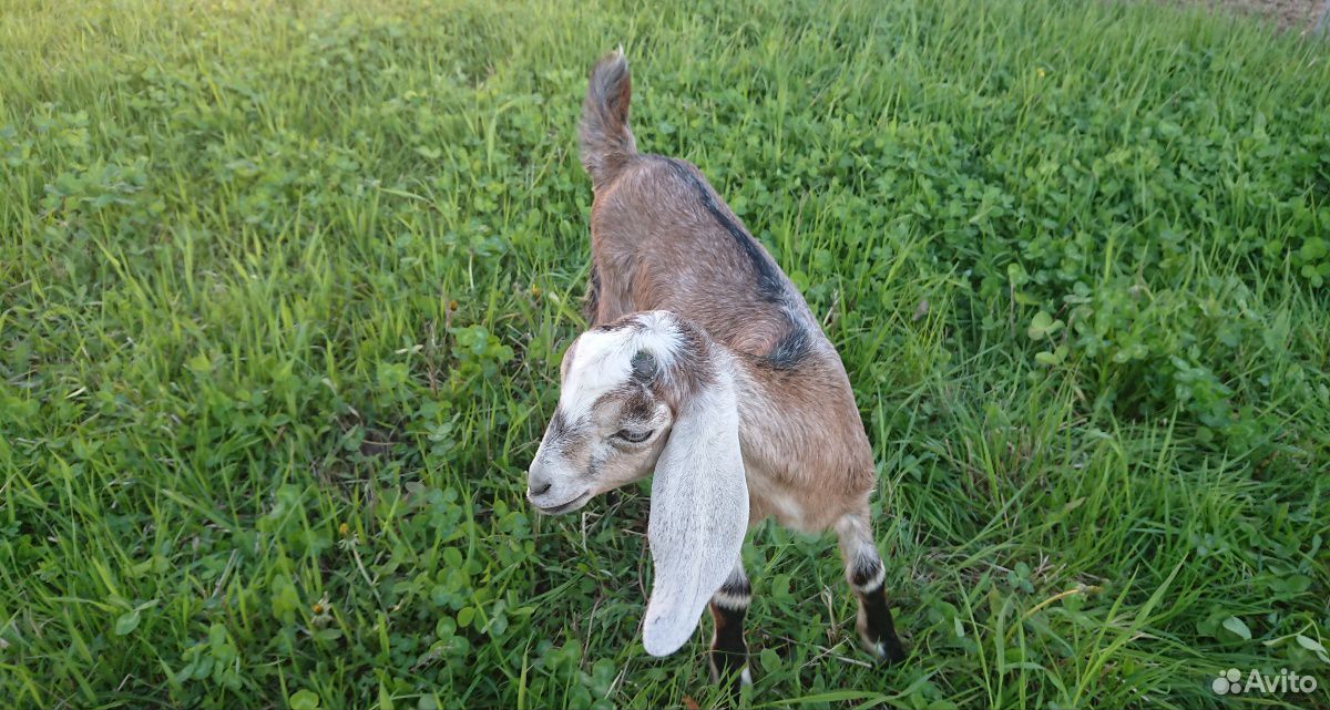 Англо-нубийские козы 100. 1,5 месяца купить на Зозу.ру - фотография № 8