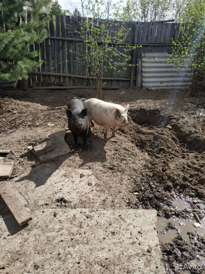 Свинья купить на Зозу.ру - фотография № 2