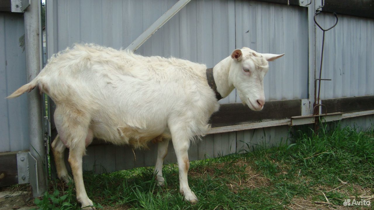 Молодые дойные козы купить на Зозу.ру - фотография № 4