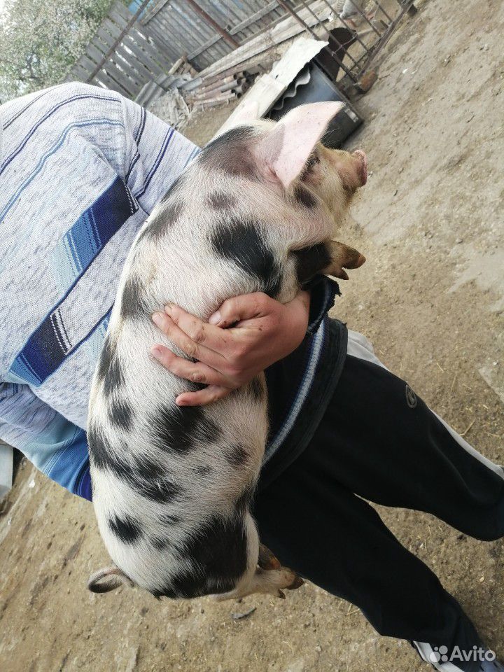 Свинки купить на Зозу.ру - фотография № 4