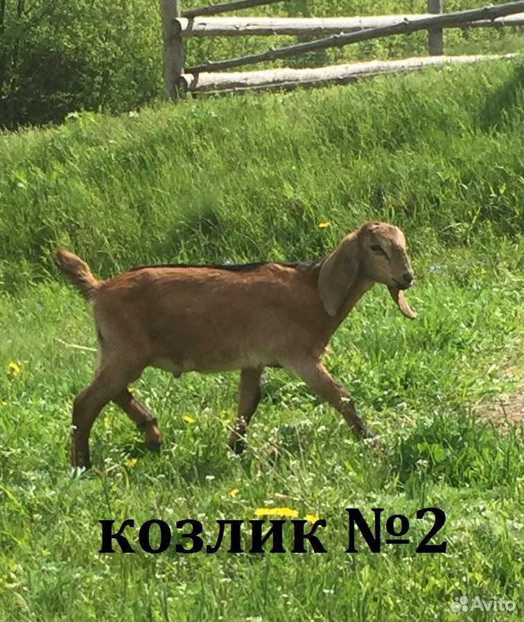Англо-нубийские козлята купить на Зозу.ру - фотография № 9