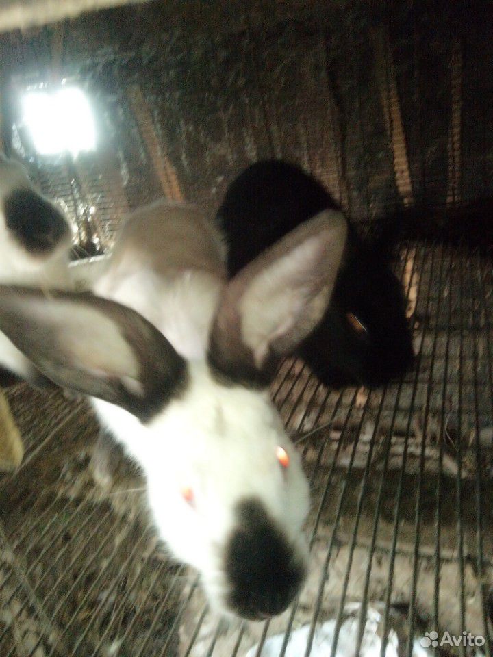Молодые кролики есть маленькие крольчата купить на Зозу.ру - фотография № 2