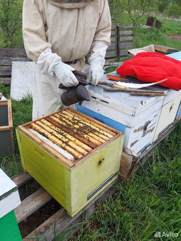 Пчелы, пчелосемьи и пчелопакеты Карпатка купить на Зозу.ру - фотография № 4